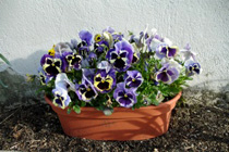 Pansies